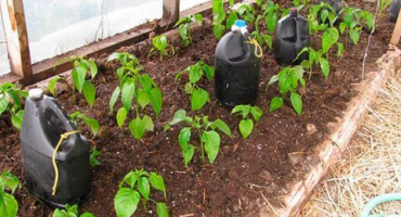 Jak pěstovat a pečovat o papriky ve skleníku od výsadby až po sklizeň